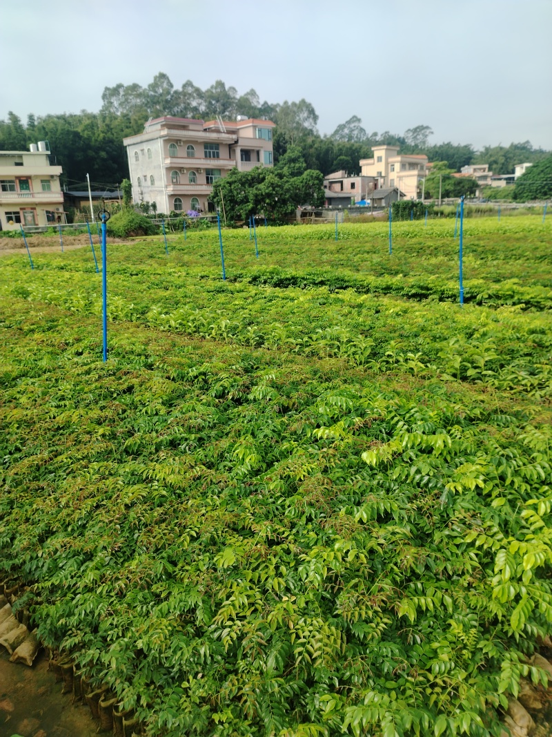 格木布袋苗本场地长年供应各种优质造林专用品种欢迎到场指导