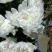 黄白菊花