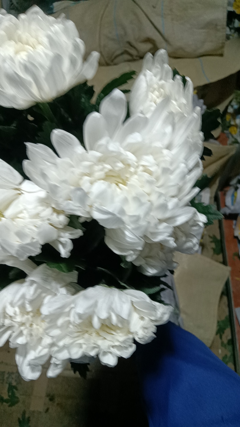 黄白菊花