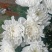 黄白菊花