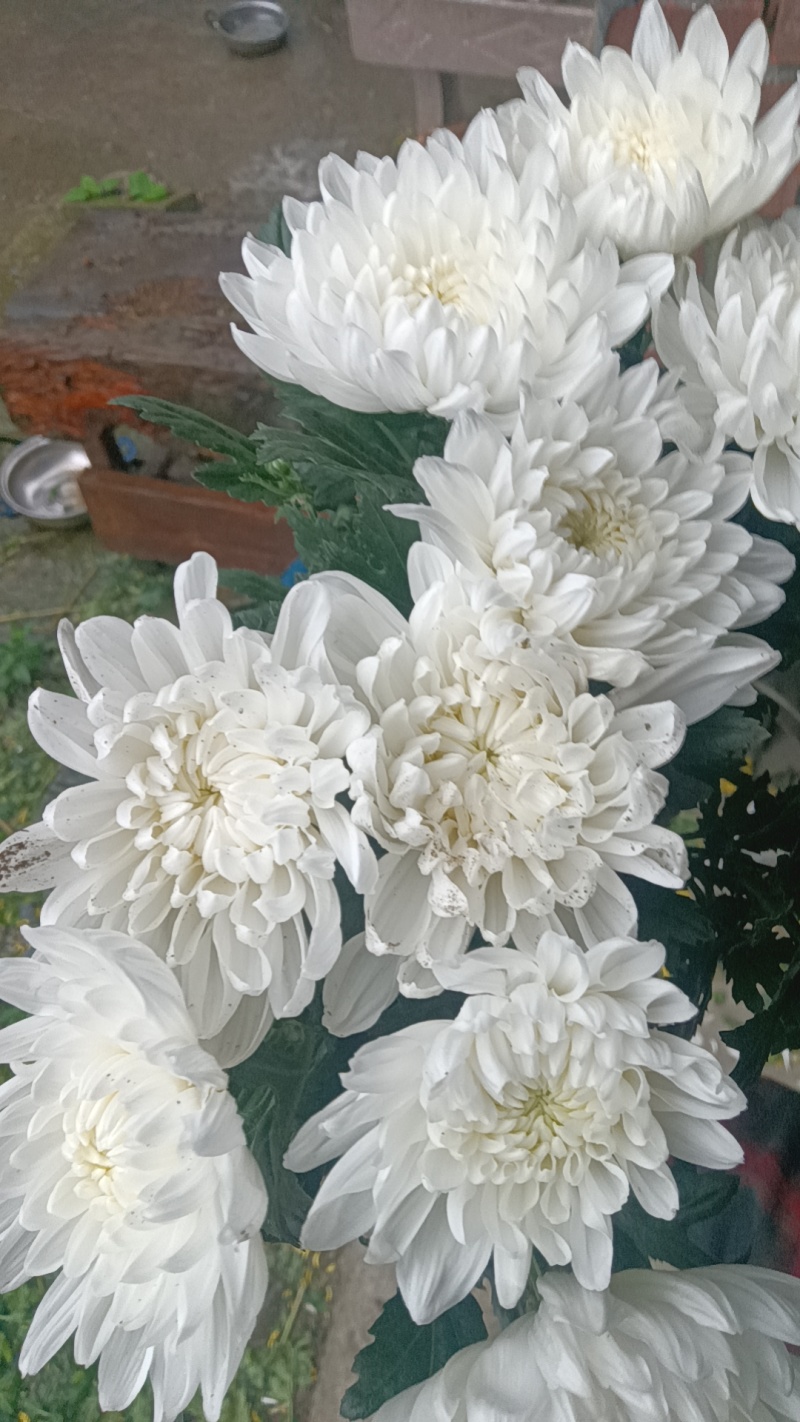 黄白菊花