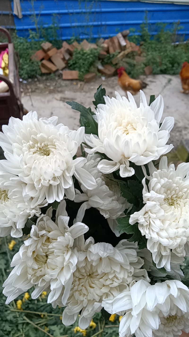 黄白菊花