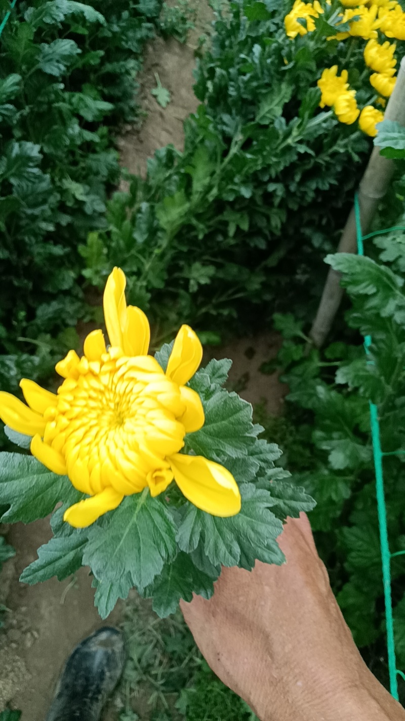 黄白菊花