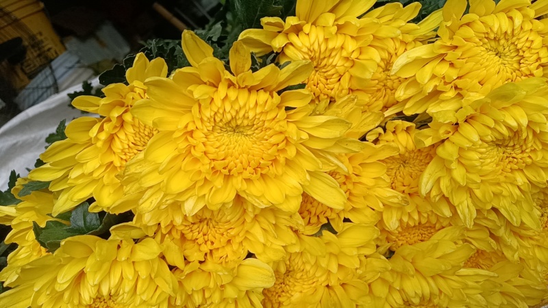 黄白菊花