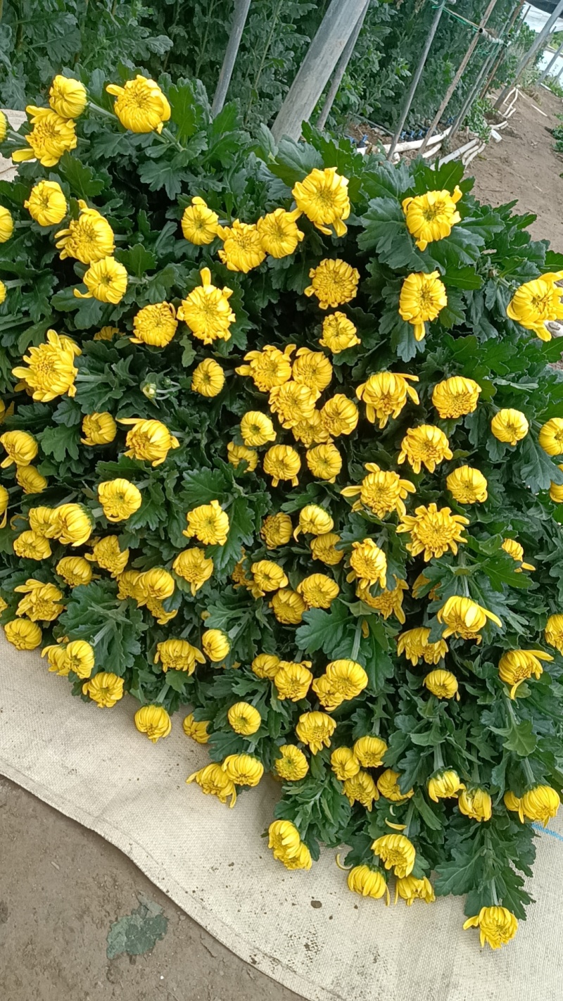 黄白菊花