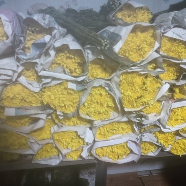 黄白菊花