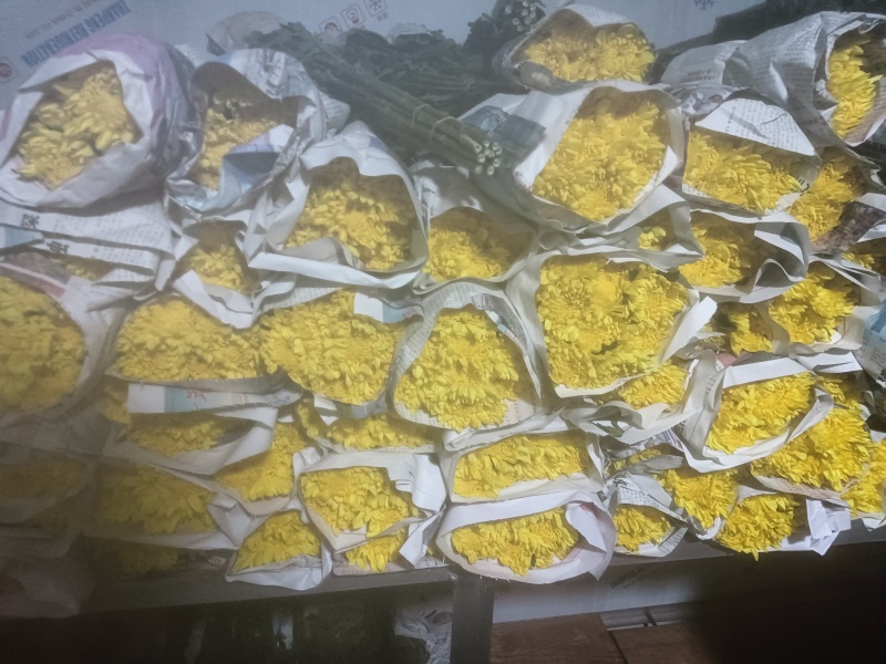 黄白菊花