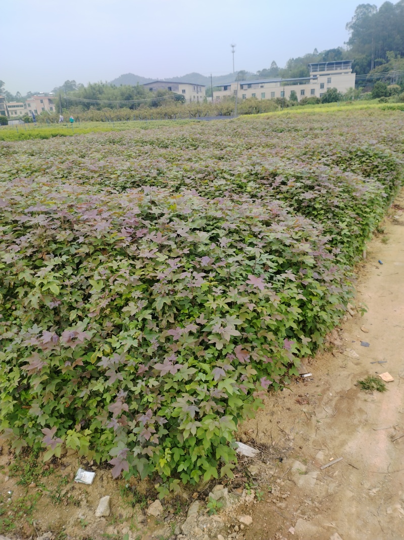 枫香布袋苗造林优选品种本场大量供应各种优质育林苗木
