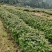 枫香布袋苗造林优选品种本场大量供应各种优质育林苗木