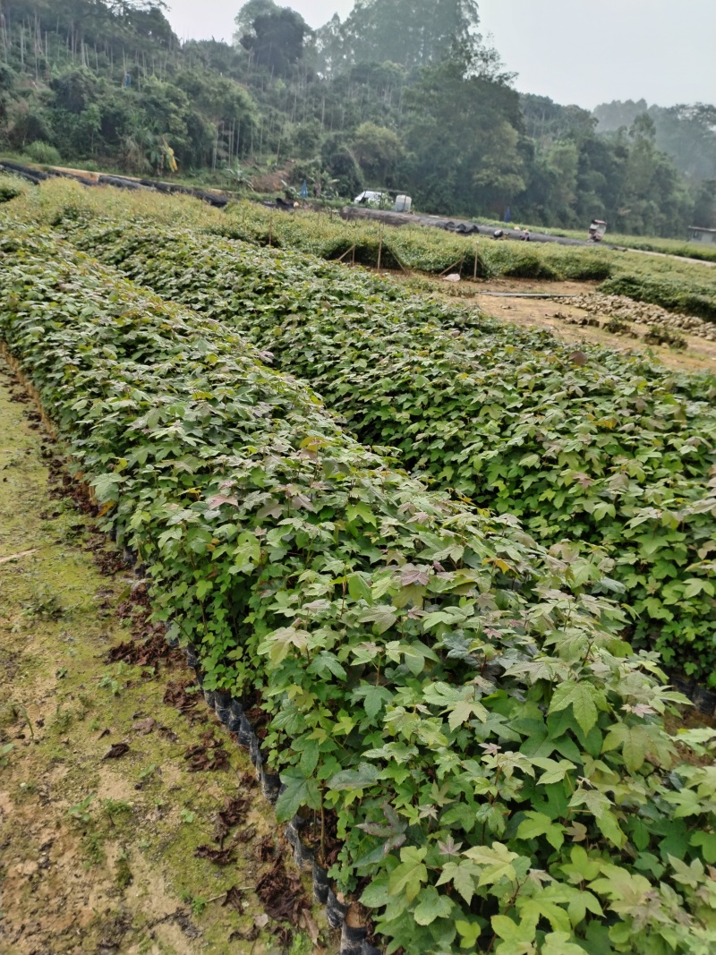 枫香布袋苗造林优选品种本场大量供应各种优质育林苗木