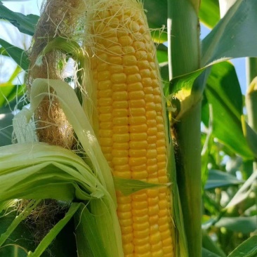 精品太阳花甜玉米大量供应中