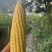 精品太阳花甜玉米大量供应中