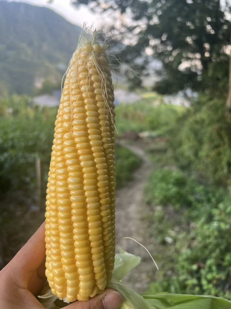 精品太阳花甜玉米大量供应中