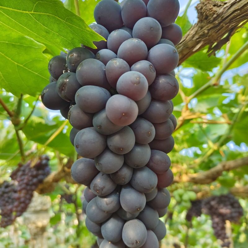 玫瑰香精品葡萄大量供应甜度高水分足颗粒饱满对接商