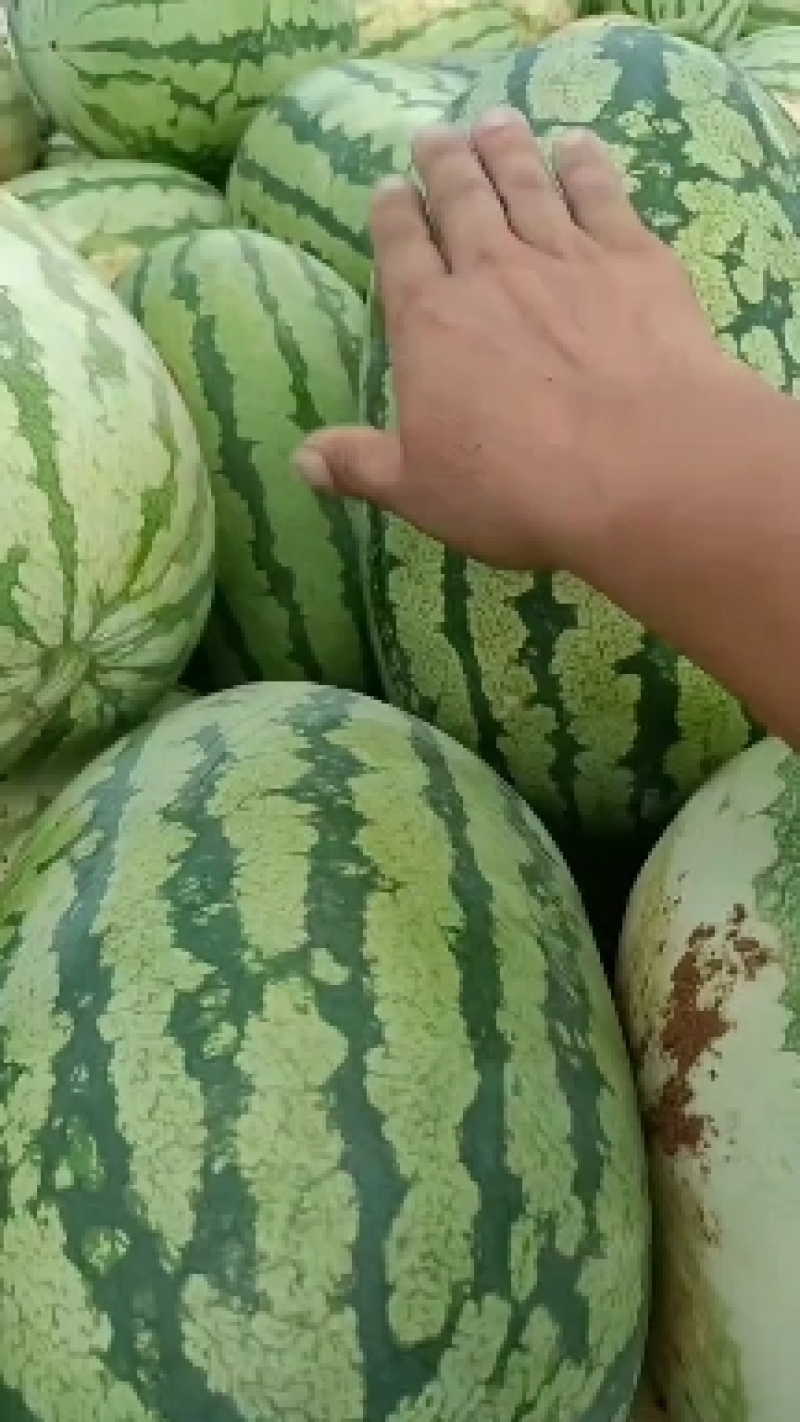 湖北产区硒砂大石头瓜