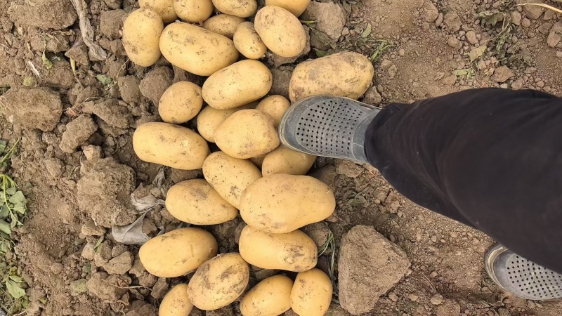 产地大量土豆黄心土豆质量保证价格低欢迎洽谈