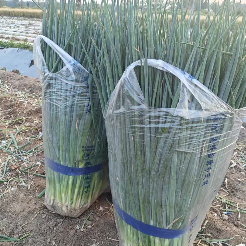 【推荐】精品小葱产地供应量大从优质量保证诚信经营欢迎咨询