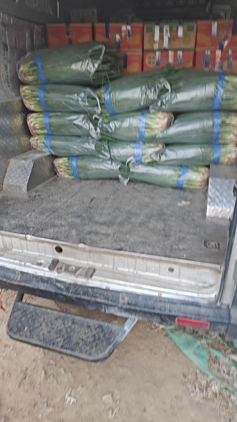 【推荐】精品小葱产地供应量大从优质量保证诚信经营欢迎咨询