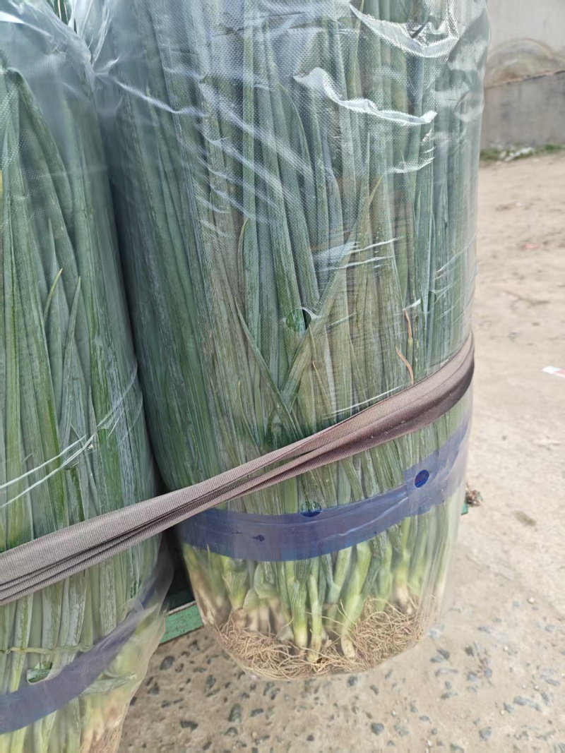 【推荐】精品小葱产地供应量大从优质量保证诚信经营欢迎咨询