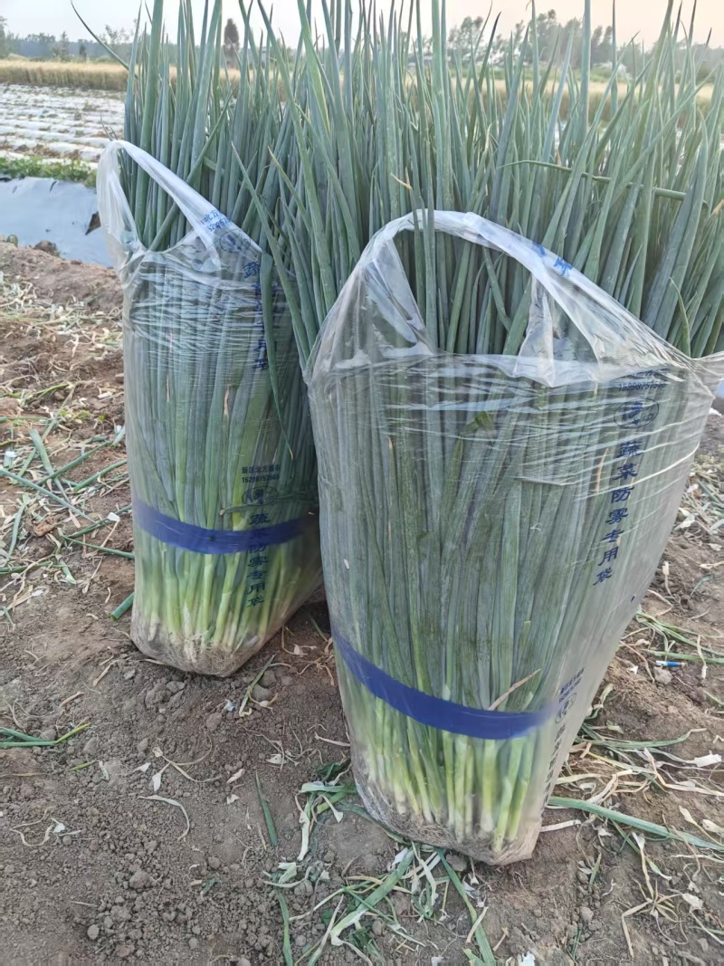 【推荐】精品小葱产地供应量大从优质量保证诚信经营欢迎咨询
