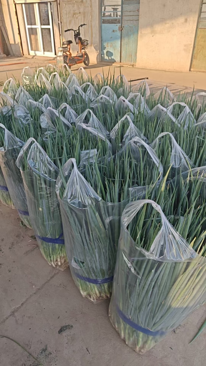 【推荐】精品小葱产地供应量大从优质量保证诚信经营欢迎咨询