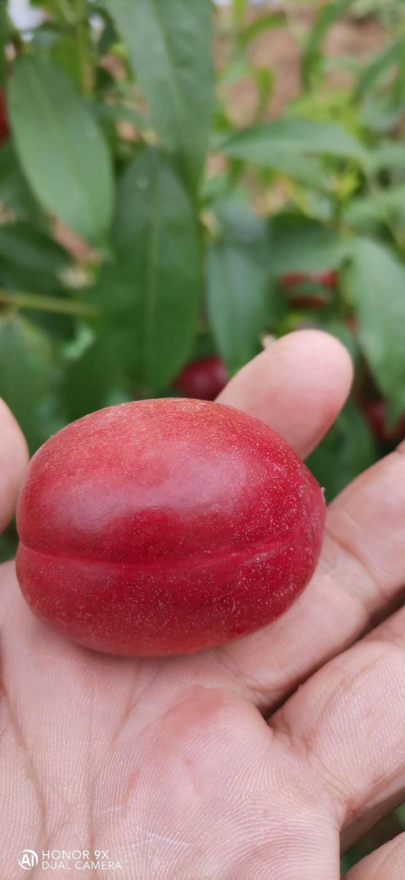 珍珠栆油桃一号