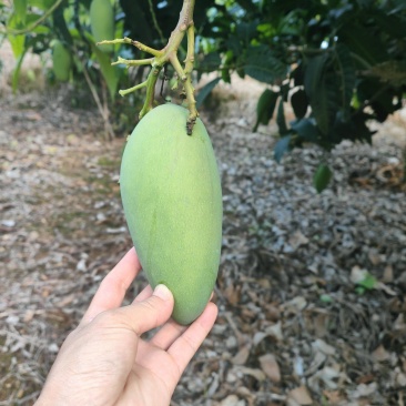 黄金煌芒