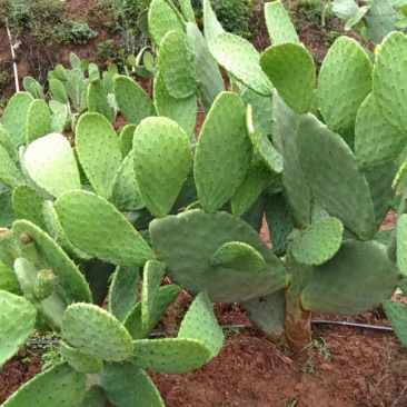 仙人掌，大量有货，欢迎咨询，保质保量，全国发货