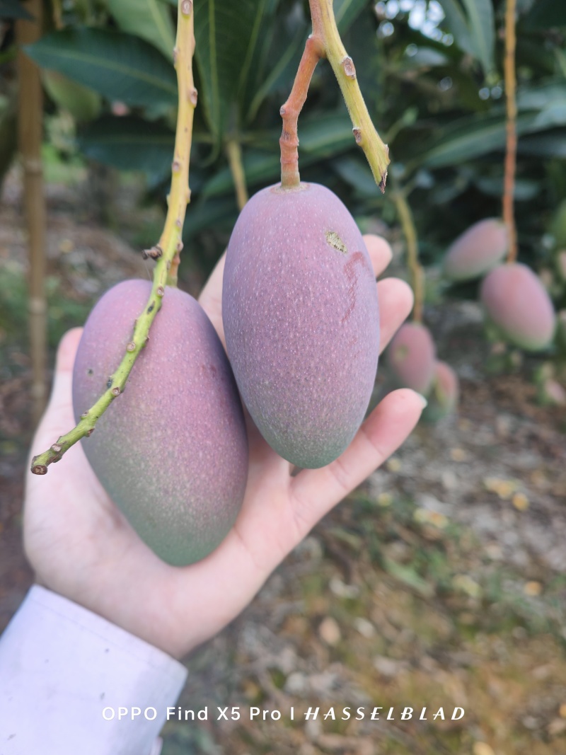 贵妃芒