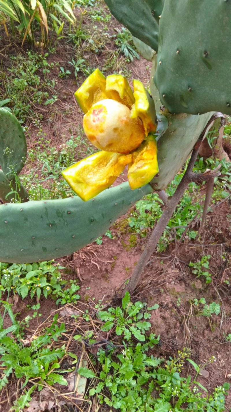 仙人掌苗，带根苗，可食用仙人掌，仙人掌果，大量有货