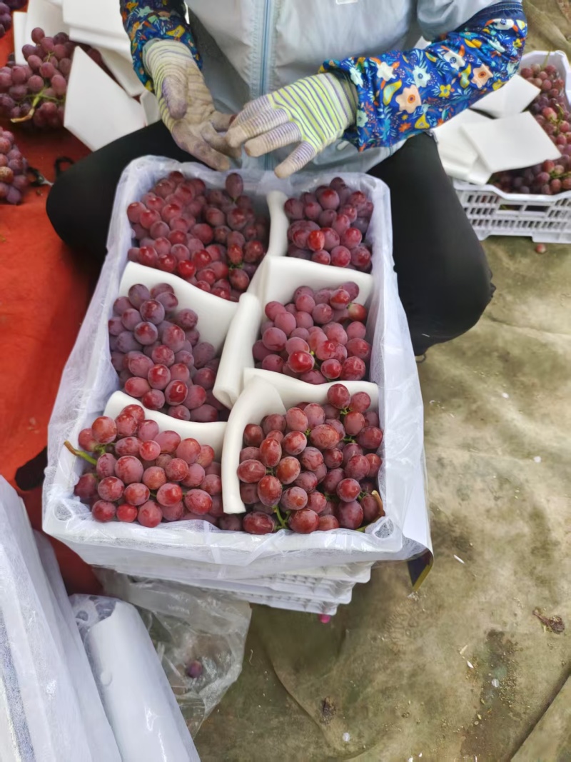 云南红提大量上市云南红提欢迎订购全国发货合作共赢