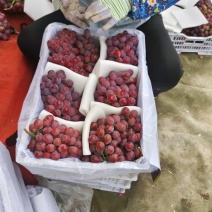 云南错季红提云南宾川精品红提大量上市！口感甜需产地代收