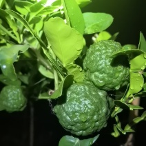 东南亚菜必备香料，刺身柠檬叶，皱皮香水柠檬