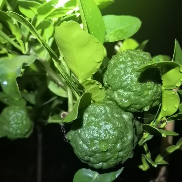 东南亚菜必备香料，刺身柠檬叶，皱皮香水柠檬