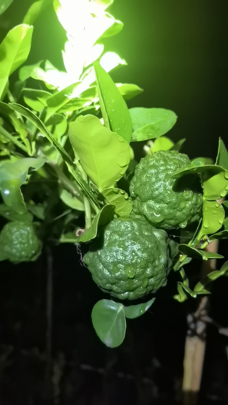 东南亚菜必备香料，刺身柠檬叶，皱皮香水柠檬