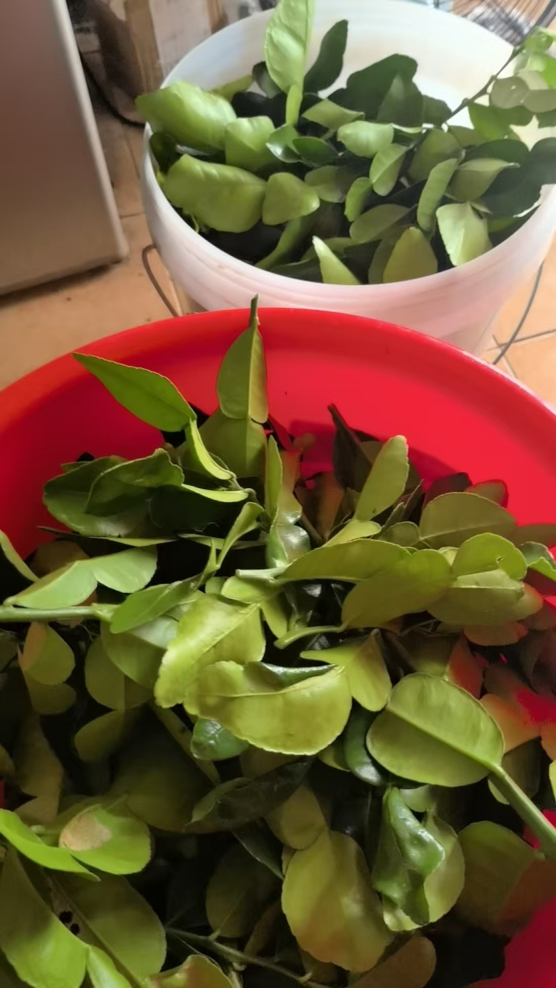 东南亚菜必备香料，刺身柠檬叶，皱皮香水柠檬