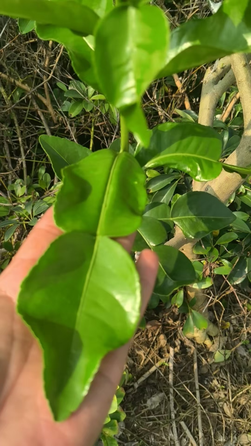 东南亚菜必备香料，刺身柠檬叶，皱皮香水柠檬