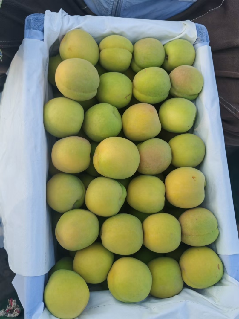 凯特杏，大型杏，好货，大量有货，加工果、商品果都有