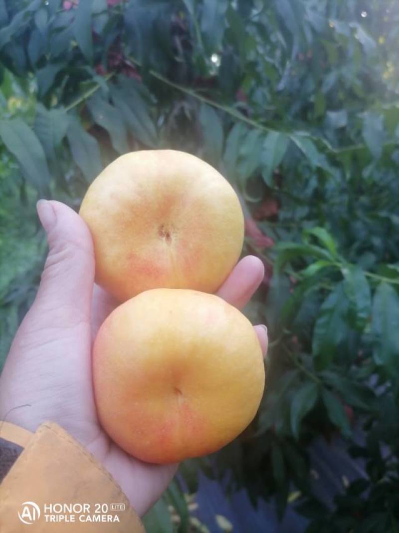 黄油桃世记之星油蟠桃，现摘现发，新鲜采摘直供，果香浓郁