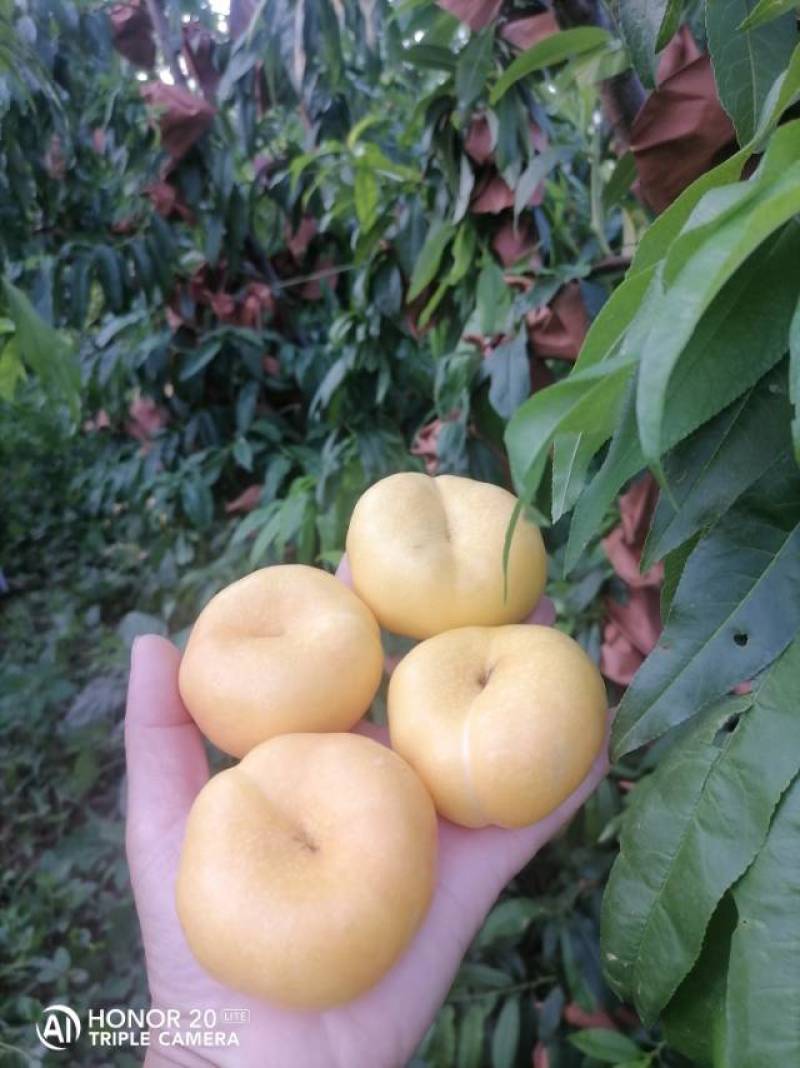 黄油桃世记之星油蟠桃，现摘现发，新鲜采摘直供，果香浓郁