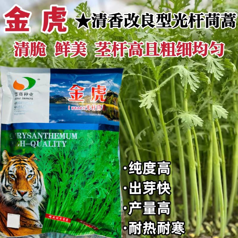 美味茼蒿菜种子金虎金尊清香光杆茼蒿种子皇帝菜种籽耐热耐寒