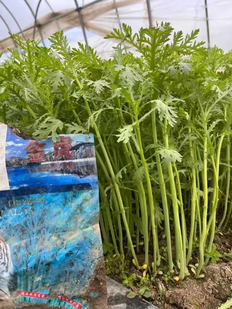 美味茼蒿菜种子金虎金尊清香光杆茼蒿种子皇帝菜种籽耐热耐寒