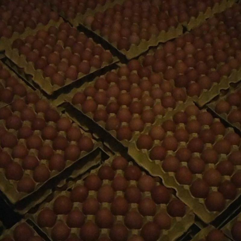 红皮鸡蛋
