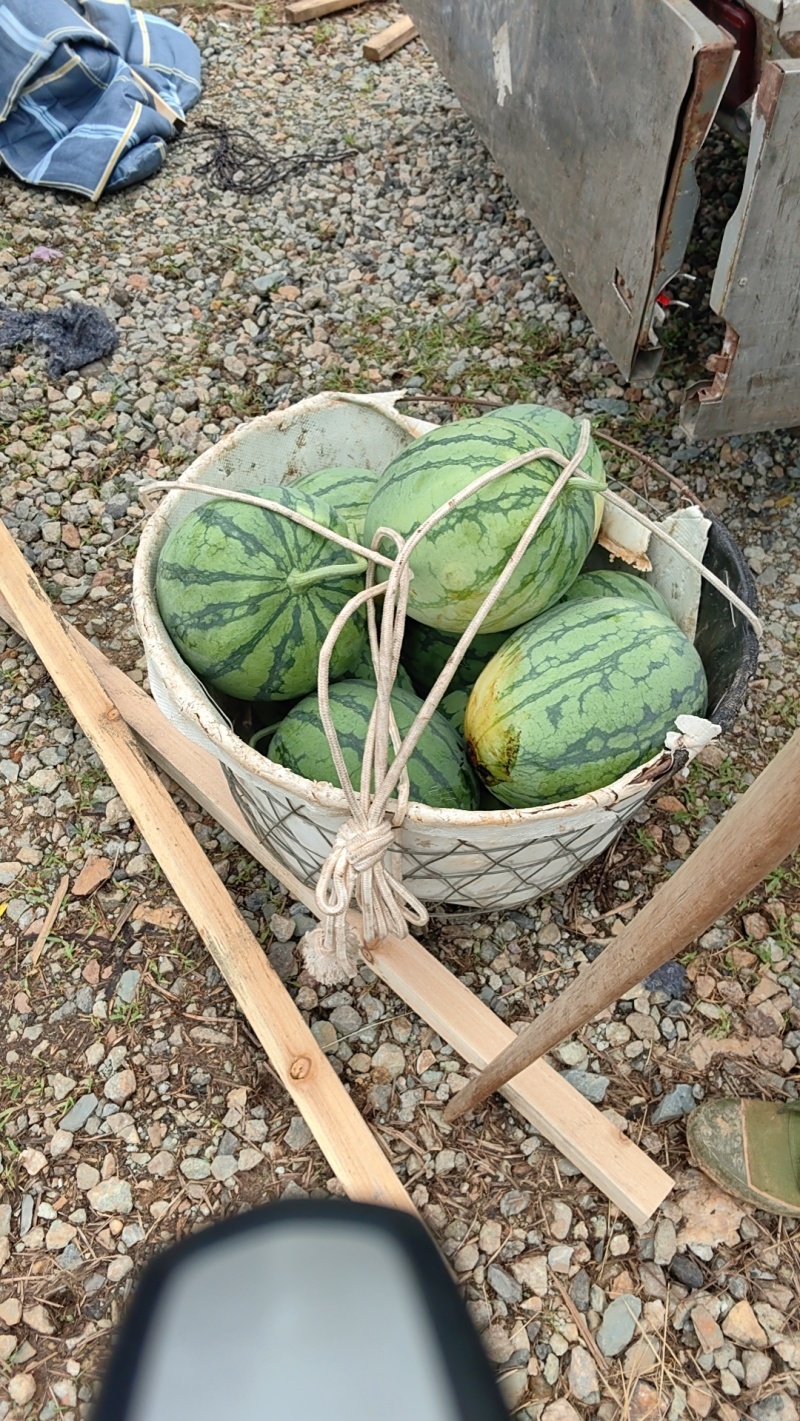 常山蜜童西瓜，皮薄可口，甜度高，大量供应，