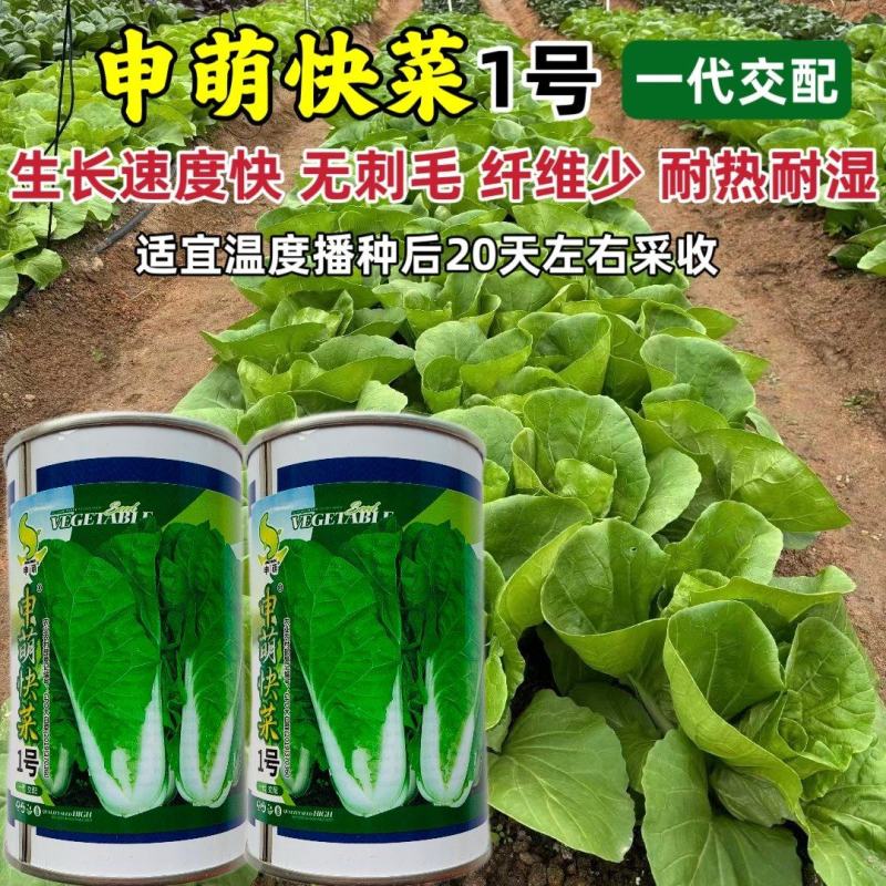 申萌快菜1号种子耐热耐湿白帮小白菜种子抗病速生白菜纤维少