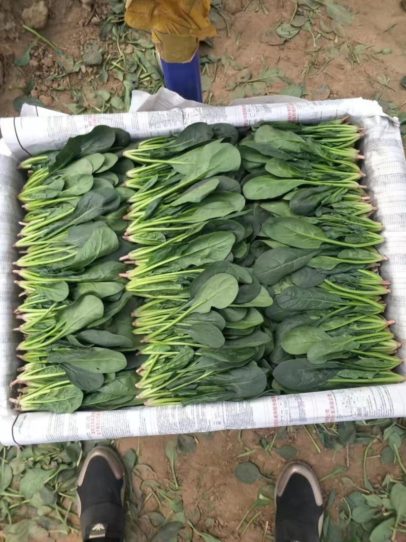 乌兰察布兴和菠菜真实报价