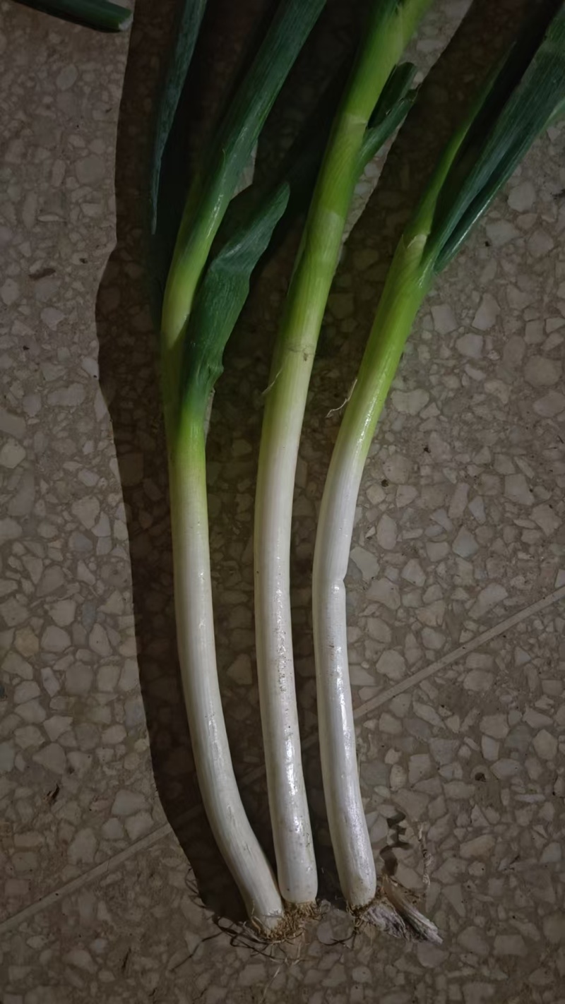 铁杆大葱.大葱
