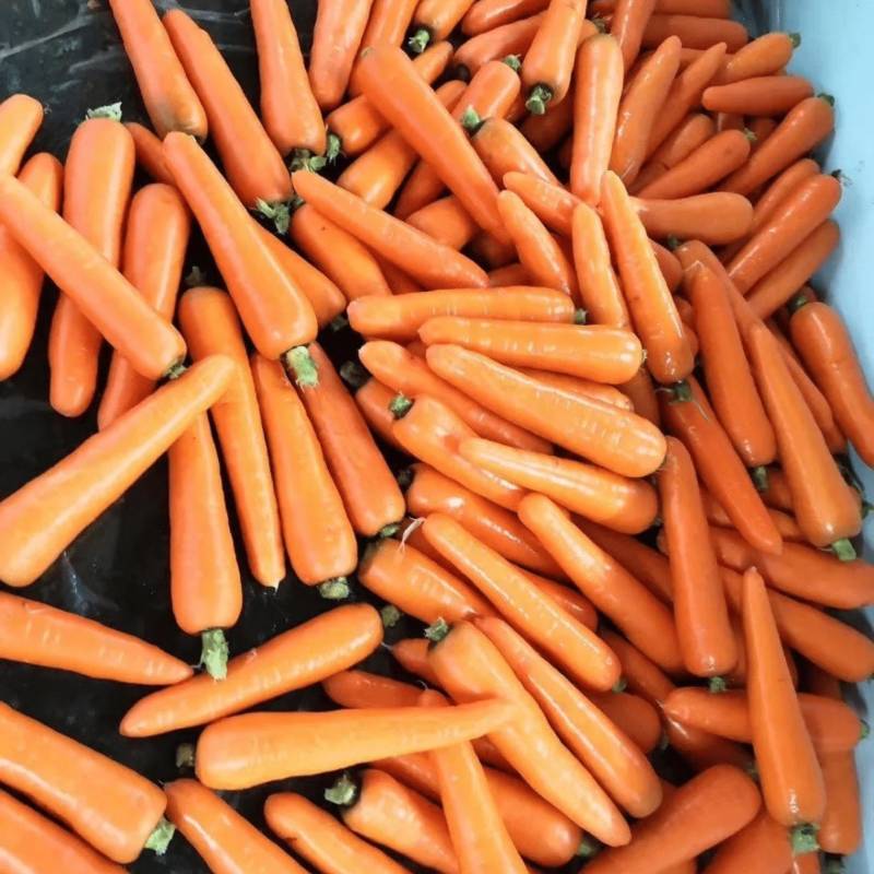 河南开封精品三红胡萝卜基地直供质量保证一手货源
