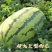 宁夏硒砂瓜皮薄多汁耐运输品质保证包熟包甜质优价