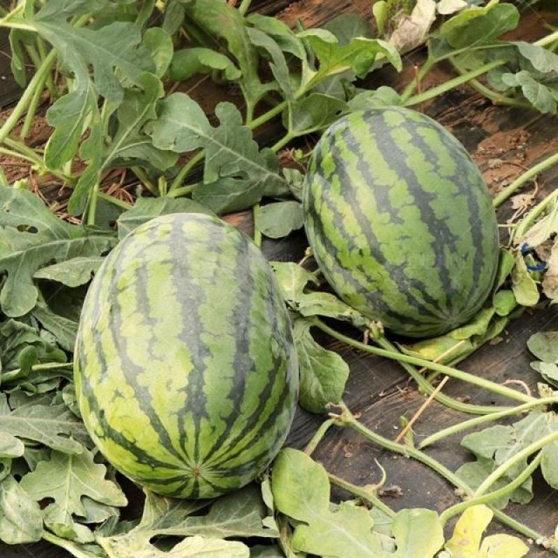 宁夏硒砂瓜皮薄多汁耐运输品质保证包熟包甜质优价